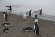 gentoo penguins entering the ocean