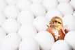 Foto: new-born chick new-born chick