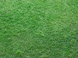 photo herbe photo herbe