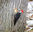 woodpecker