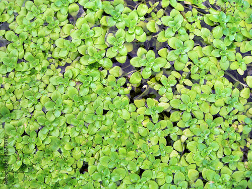 Photo: plantas aquáticas plantas aquáticas