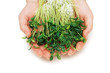 two hands holding herbs isolated on white