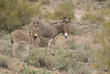 burros burros