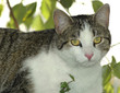 cat in bushes 2