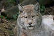 sleepy lynx horizontal