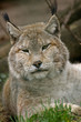 sleepy lynx vertikal