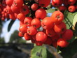 ashberry