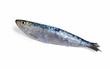 sardine
