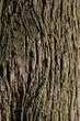 bark
