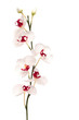 white orchid isolated on white background