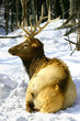 wapiti resting in the snow