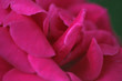 fiore fiore