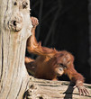baby orang
