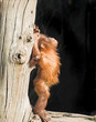 baby orang