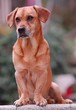 dachshund dachshund