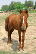 animal rights