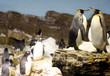 penguins