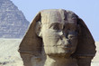 sphinx