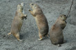 3 prairie dogs on haunches