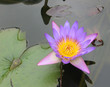 lotus
