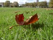 autumns leaf