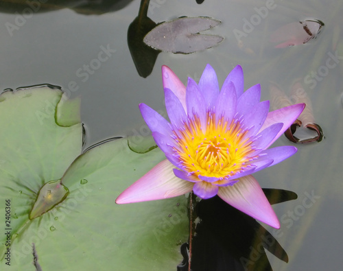 Photo: lotus lotus