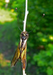 insect neuropterous (ascalaphidae)