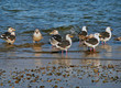 slaty-backed gulls (larus schistisagus)