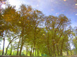trees reflected in a water