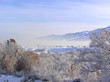 frosted trees near the mountains