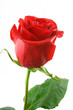 red valentine rose with dew