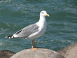 seagull