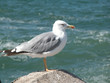 seagull