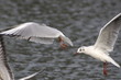 seagulls in flight