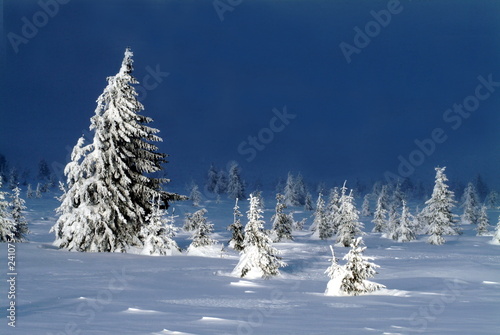 Photo: winter landscape winter landscape