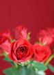 beautiful red rose