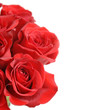 red roses