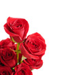 red roses