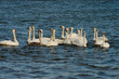 swans on the water