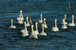 swans on the water