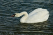 swan on the water
