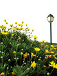 flower field