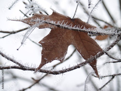 Photo: icy twig icy twig