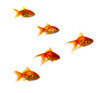 leader of the pack