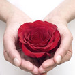 rose in hand