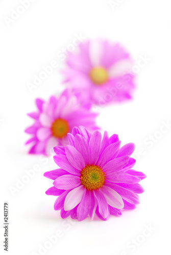 Photo: pink flowers pink flowers