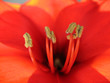 amaryllis close-up amaryllis close-up
