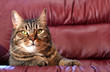 cat on throne