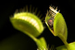 venus flytrap venus flytrap