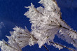 frost in winter